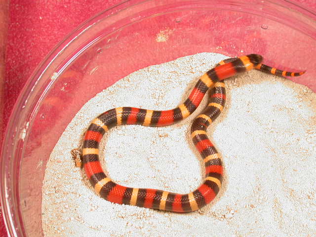 HYPO APR male