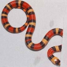 Apricot Hypo Pueblan 145