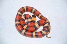 Apricot hypo Pueblan 155