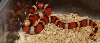 Apricot hypo pueblan 185