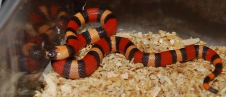 Apricot hypo pueblan 185