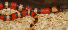 Apricot hypo Pueblan 184