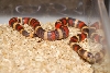 191 Apricot hypo Pueblan