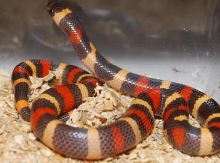 192 Apricot Hypo Pueblan