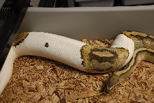 Ovulation Pied x Lav Alb