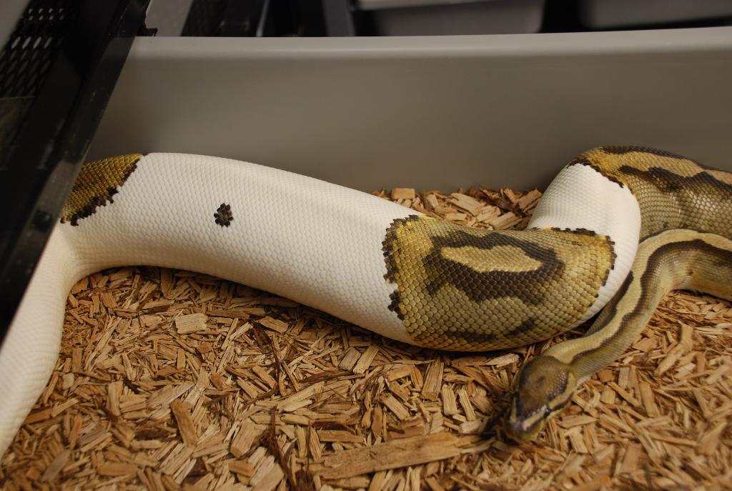Ovulation Pied x Lav Alb