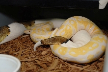 Pied x Lavender Albino