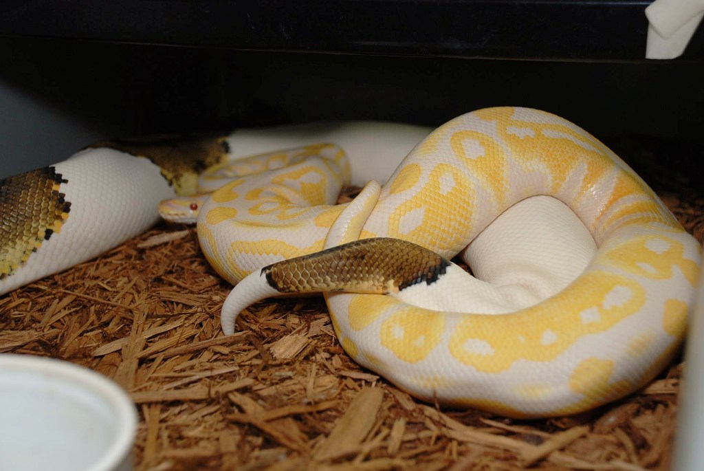 Pied x Lavender Albino