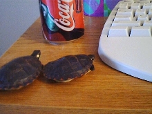 yummy Coke