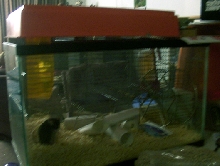 Habitat Rear