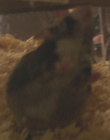 Sqweeks