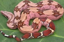 WC Guyana "redtail" female BCC