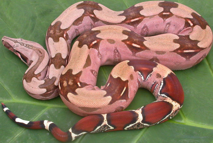 WC Guyana "redtail" female BCC