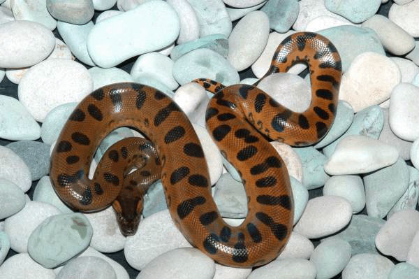 Green Anaconda