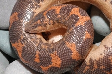 Kenyan Sand Boa