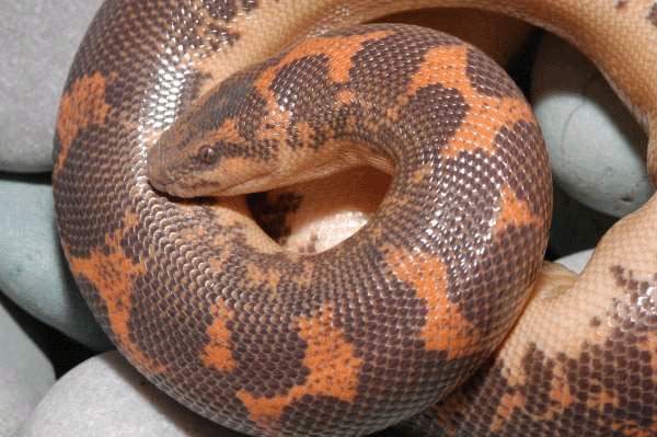 Kenyan Sand Boa