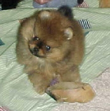 DQ/Manny puppy