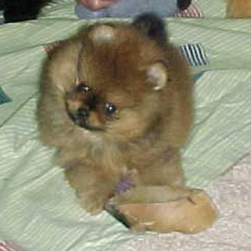 DQ/Manny puppy