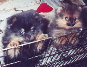 "Gimme" and "Gotcha"
