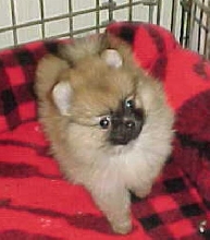 Ch Asa / Lily girl