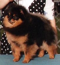 Sara