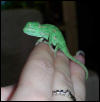 Chameleon