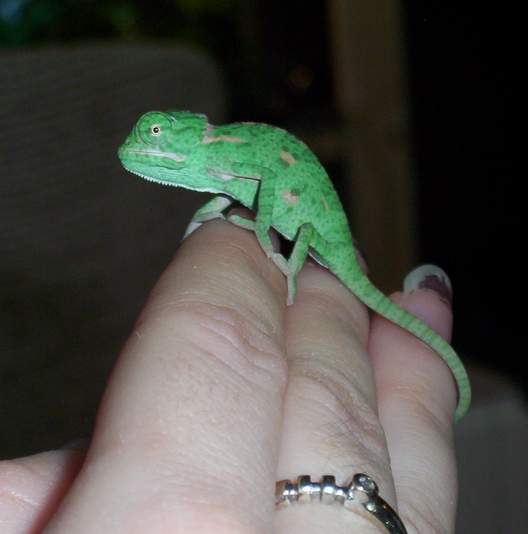 Chameleon