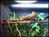 Skinny Cham