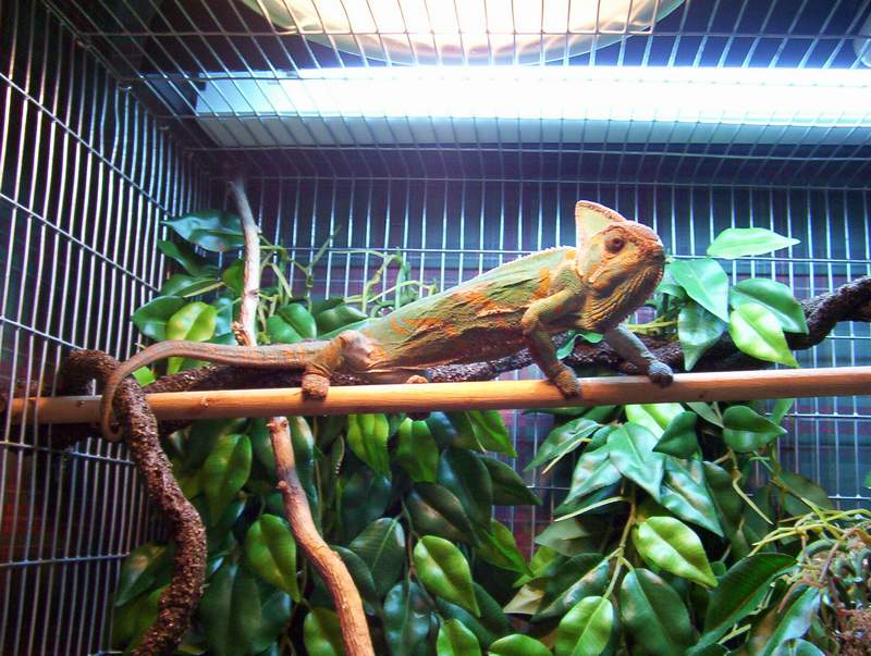Skinny Cham
