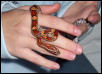 Corn Snake