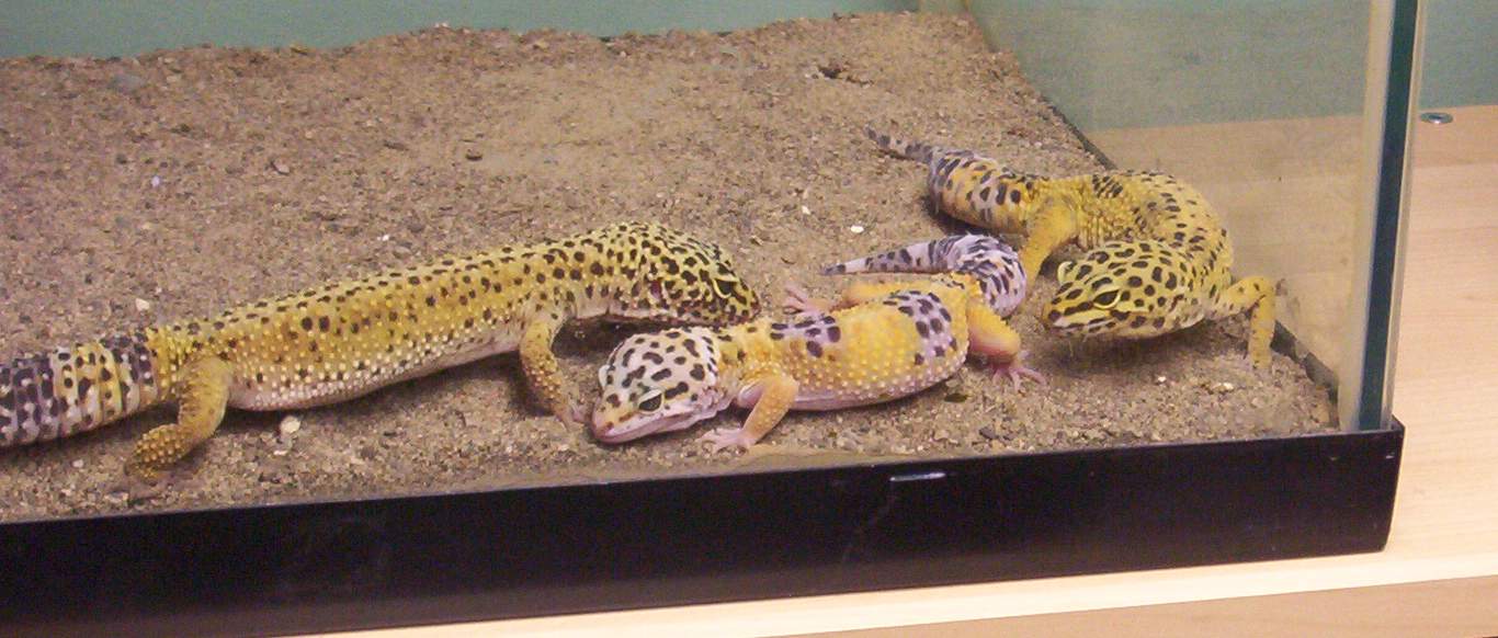 Leos