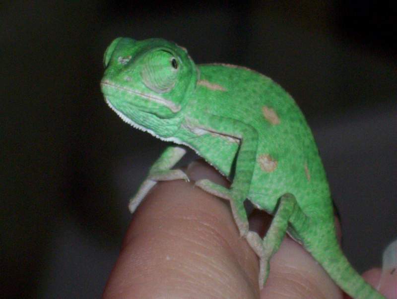 Hatchling Veiled
