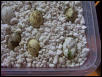 Hatching