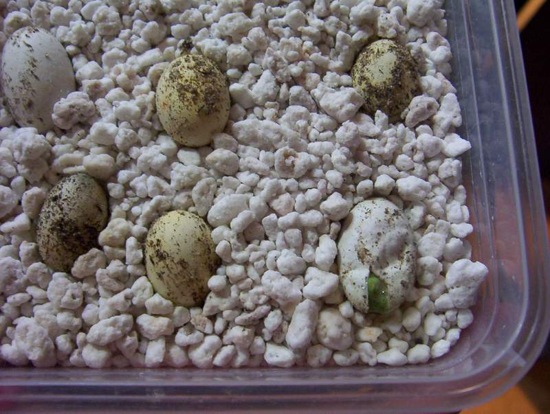 Hatching