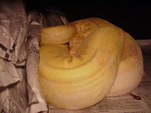 gravid coral albino