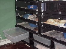 Giant boa rack & boaphile cages