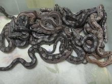 motley litter