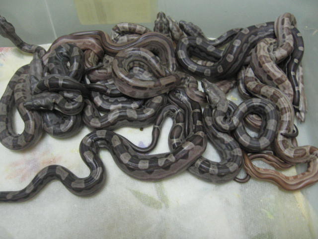 motley litter