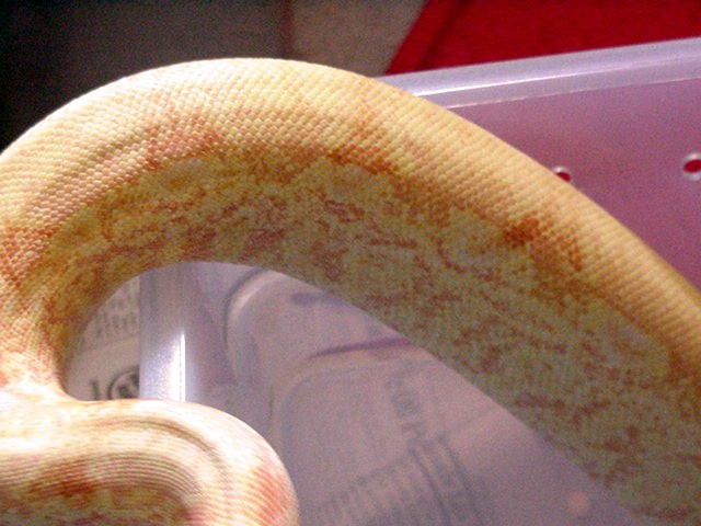 coral female