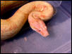 Coral phase albino pic 2