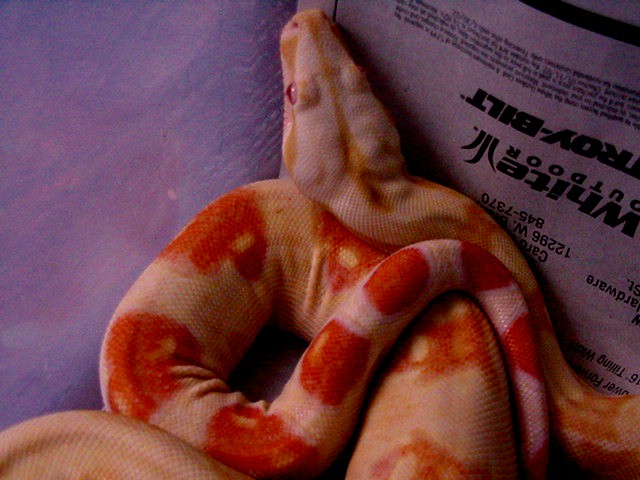 Yearling Albino