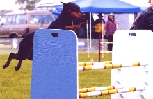 Jayman in Agility in the States