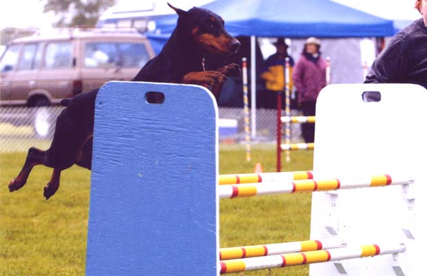 Jayman in Agility in the States