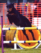 Jayman in Agility in the US