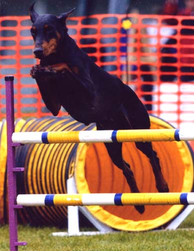 Jayman in Agility in the US