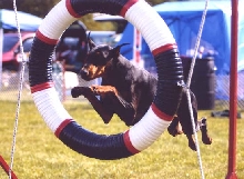 Jayman in Agility in the States