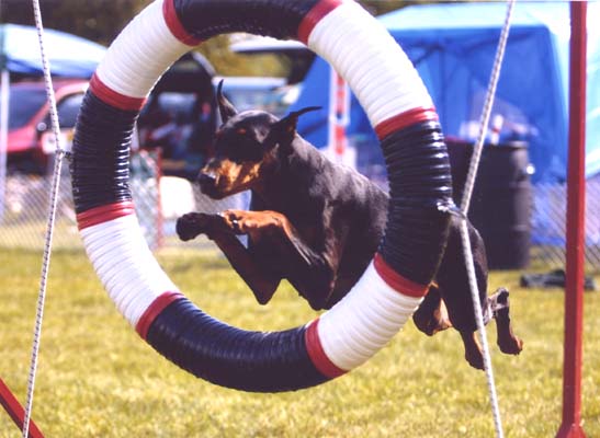 Jayman in Agility in the States