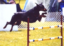 Jayman in Agility in the US
