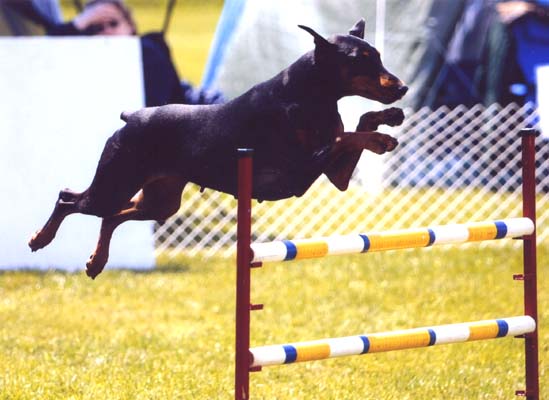 Jayman in Agility in the US