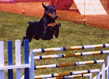 Jayman in Agility in the States
